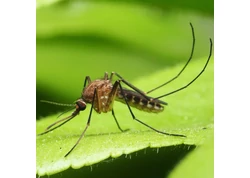 Rovar űző illóolajok