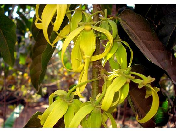 Az ylang-ylang illóolaj hatásai