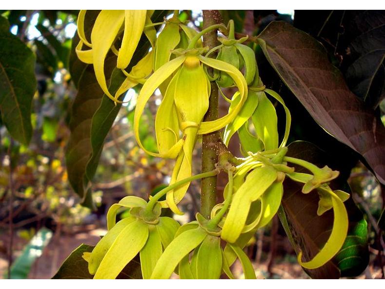 Az ylang-ylang illóolaj hatásai